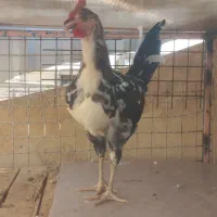 یک عدد خروس گلین