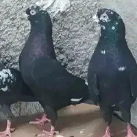 کبوتر پاکستانی جوجه پرشی و کله ماستی