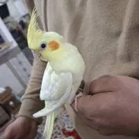 فروش عروس هلندی