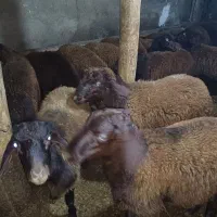 بره نر افشار 30عدد|حیوانات مزرعه|ماهنشان, |دیوار