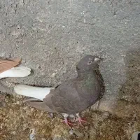 دم سفید ماده مرتب