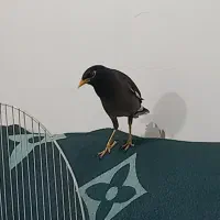 پرنده مینا|پرنده|رشت, سلیمانداراب|دیوار