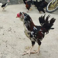 جوجه گلین