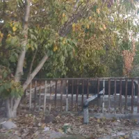 ۱۲۰۰ متر دربست توس۱۵۹ رهن واجاره|اجارهٔ خانه و ویلا|مشهد, امین آباد|دیوار