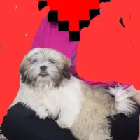 توله سوپر فلت اصل واکسن خورده شناسنامه دار|سگ|کهریزک, |دیوار