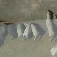 بره باب داشت و پروار