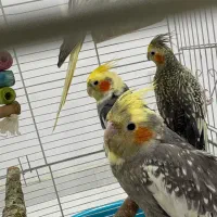 عروس هلندی جفت مولد