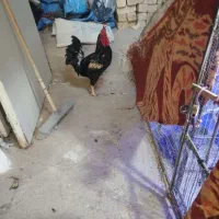 خروس محلی|حیوانات مزرعه|شیراز, کیان آباد|دیوار