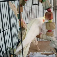 عروس هلندی ماده معاوضه با نر|پرنده|شهریار, دهشاد بالا|دیوار