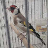 سهره|پرنده|فسا, |دیوار