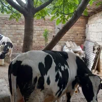 گوساله نر