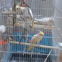 ۱۱عددعروس هلندی۲جفت و۷بالغ با۳تخم ۱مرغ عشق رایگان