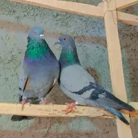 کبوتر نر و ماده سبز