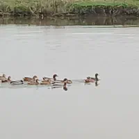 اردکپروازیجفت۷۰۰تومانتعداد۲۰عدد