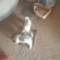 سگ پا کوتاه