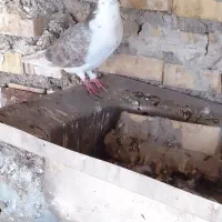 ۳ عدد کبوتر ۵۰ گرفتنی