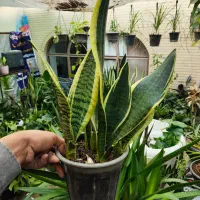 فروش جمعه سیاه با هدیه|گل و گیاه طبیعی|اصفهان, شاه پسند|دیوار