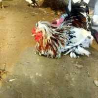 خروس سلطان|حیوانات مزرعه|چابکسر, |دیوار