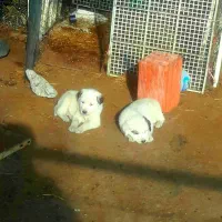 دو عدد سگ سنگسری