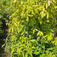 گل یخ|گل و گیاه طبیعی|نوشهر, |دیوار