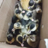 جوجه اردک محلی کرچ شو|حیوانات مزرعه|آستانه اشرفیه, |دیوار