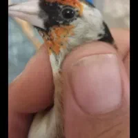 جوجه سره امسال|پرنده|قرچک, داوود آباد|دیوار