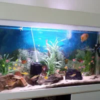 فروش آکواریوم|ماهی|نیریز, |دیوار