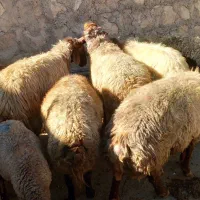 قوچ جوان|حیوانات مزرعه|زاگرس, |دیوار