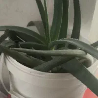 گل زیبا|گل و گیاه طبیعی|نورآباد, |دیوار