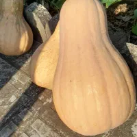 کدو خوشمزه شیرین