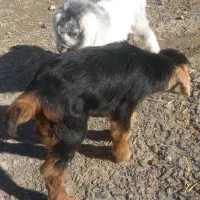 بزغاله|حیوانات|الیگودرز, |دیوار