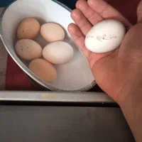 تخم نطفه دار نژاد میکس ویاندوت ایسبار|حیوانات مزرعه|تهران, کیانشهر|دیوار