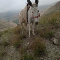 دو عدد الاغ ماده درجه یک در کوه های چاهجهان|حیوانات مزرعه|شیروان (خراسان), |دیوار