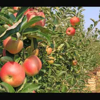 فروش باغ در اخر شبستر با تمامی وسایل داخل ویلا