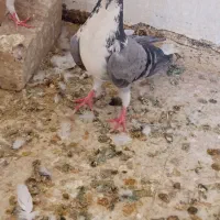 کفتر پرشی