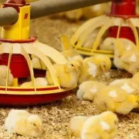 همکاری در زمینه پرورش مرغ گوشتی