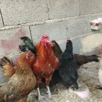 مرغ و خروس محلی مرغ کرچ هم دارم