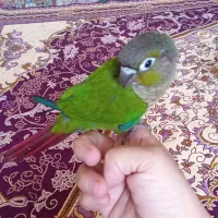 طوطی گرینچیک