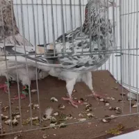 هفت رنگ دم سفید|پرنده|بردسکن, |دیوار