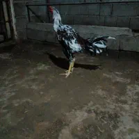 خروس هفت ماه