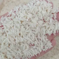 برنج طارم هاشمی (کشاورز)