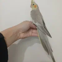 عروس‌هلندی نر آهوی