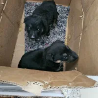 واگذاری توله سگ