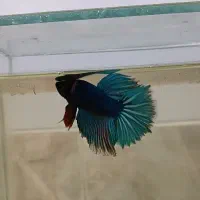 فایتر هافمون نر و ماده