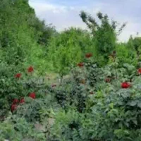 ۱۱۵۰متر باغچه