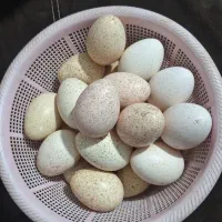 تخم بوقلمون (محلی)