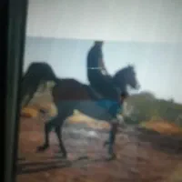 اسب کره جنگستان|اسب و تجهیزات اسب‌سواری|کرمان, |دیوار