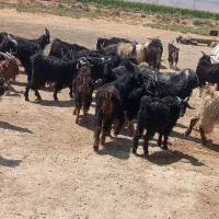 50 راس کهره