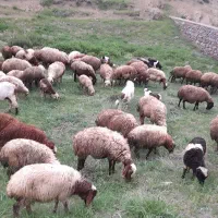 میش وبره گوسفند جوان