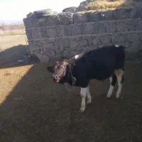 گوساله|حیوانات مزرعه|پلدشت, |دیوار